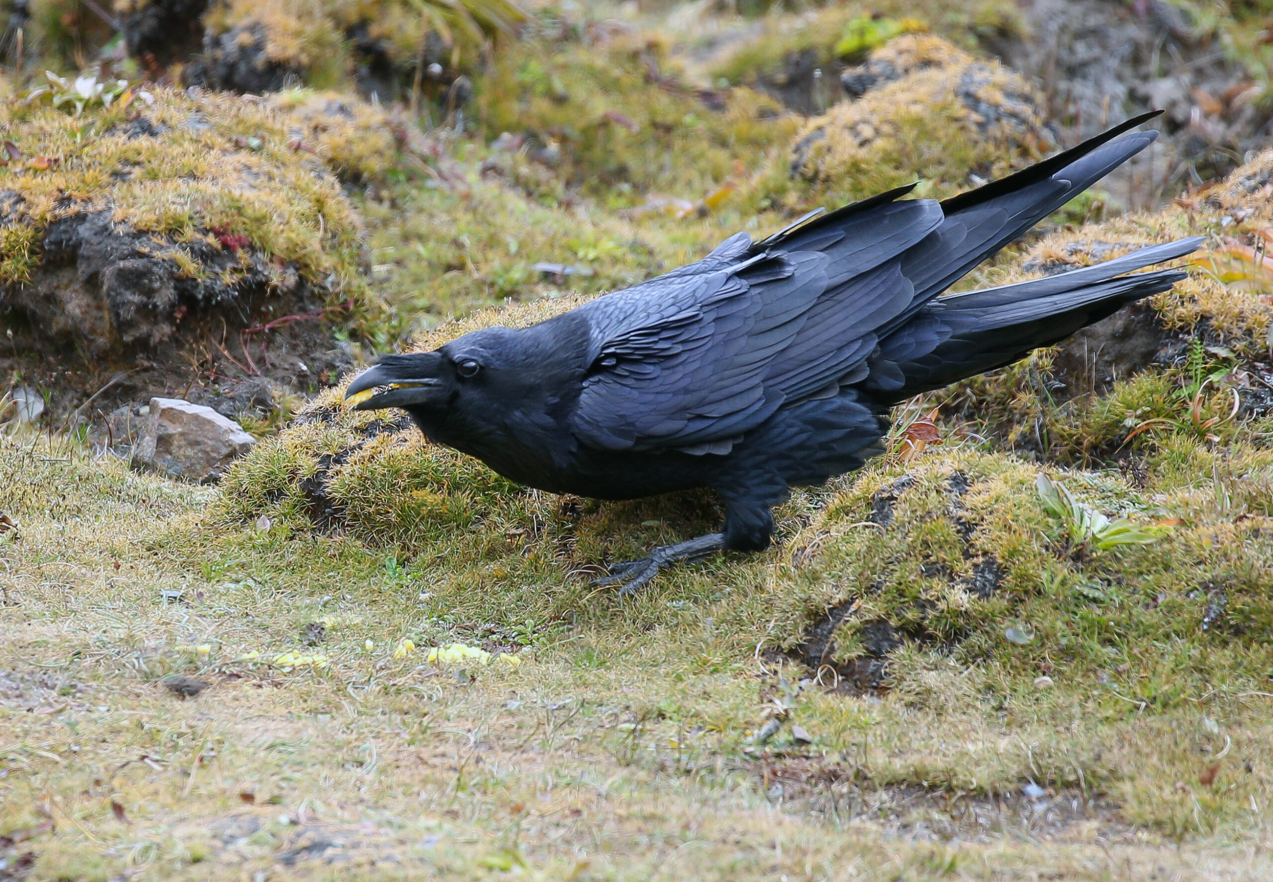 Raven