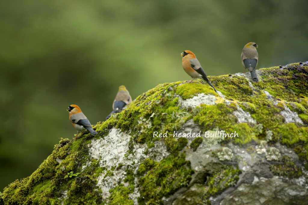 birding