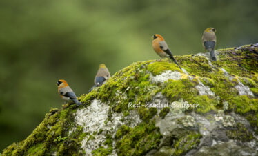 birding