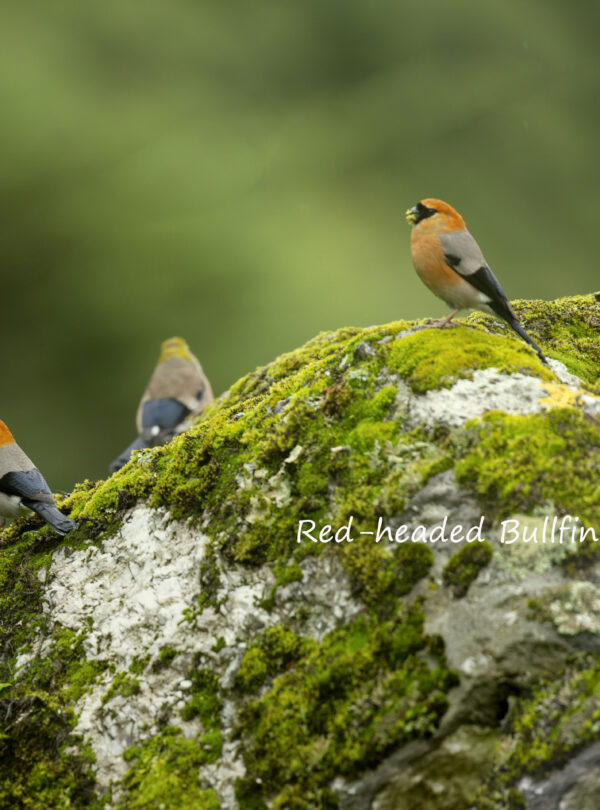 birding